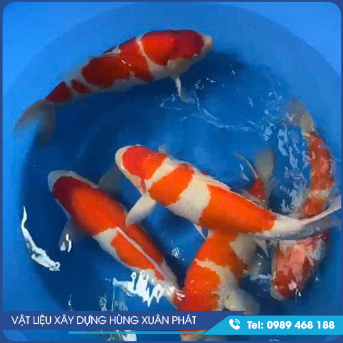 Cá Koi giống