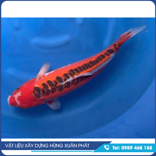 Cá Koi giống