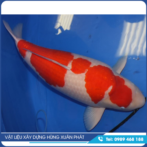 Cá Koi giống